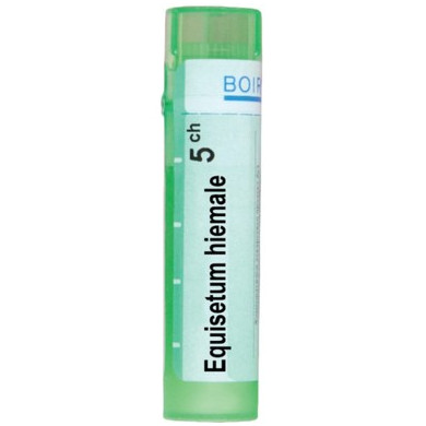 EQUISETUM HIEMALE 5 CH