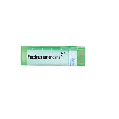 FRAXINUS AMERICANA 5 CH