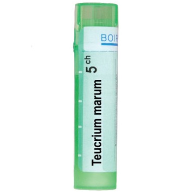 TEUCRIUM MARUM 5 CH