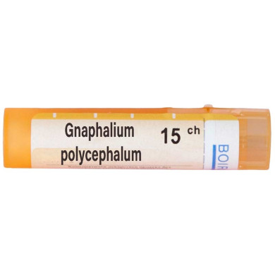 GNAPHALIUM POLYCEPHALUM 15 CH